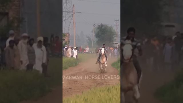 #SUBSCRIBE #horseracing #horseriding #marwarihorse #trending #explorepage #horseofinstagram