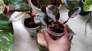 Ароидные: филодендроны Белый Рыцарь, Розовая Принцесса, Медуза, Бурле Маркс вариегатный