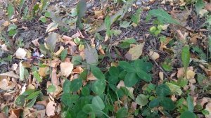 Четырёхлистный клевер приносящий удачу,деньги,здоровье,любовь. Символ Огня, воды,воздуха,земли.