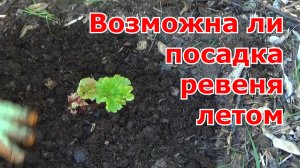 Посадка (пересадка) ревеня в открытый грунт. Какие условия выращивания ревеня для отличного урожая.