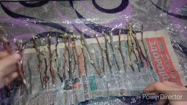 Черенкование малины методом буритто ч1 смотреть онлайн