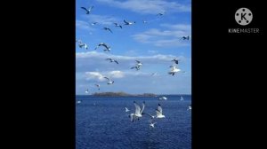 клип:море волнуется раз гача клуб