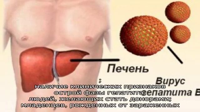 Антитела к гепатиту B