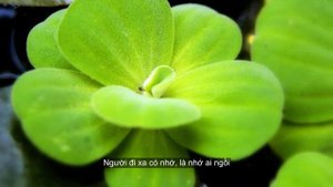 Beo dat may troi - Vietnamese Folk Music