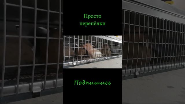 Просто перепёлки. Техасский бройлерный перепел.