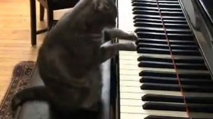 Кот играет на пианино