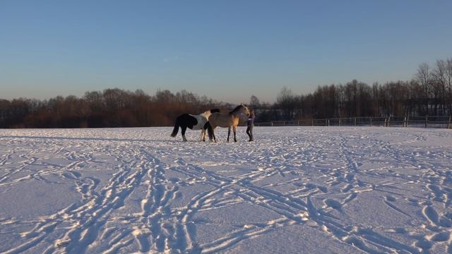 На свободе с двумя лошадьми