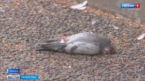 Орнитолог объяснил массовую гибель ворон в парке Урицкого