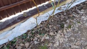 Ежевика в Подмосковье