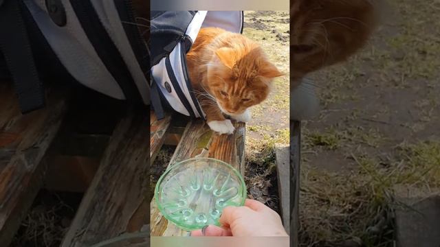 Солнечный Ричи Мейн кун Час не вылазил из рюкзака - Sunny Richie Maine coon Didn't come of backpack смотреть онлайн