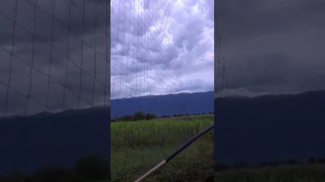 Соколиная охота. Ловля ястреба в Абхазии. Охота