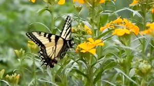 Swallowtail Butterfly on Siberian Wallflower