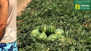 Арбуз Эркен F1 - второй сбор. Перекупщики в восторге! Сладкий! Красивый!