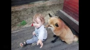 Ли Сяо / Alice the Fox Лиса Алиса (Поведение лисы с маленьким ребенком)