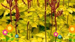 Астильба китайская Колор Флеш Лайм. Краткий обзор, описание astilbe chinensis Color Flash Lime