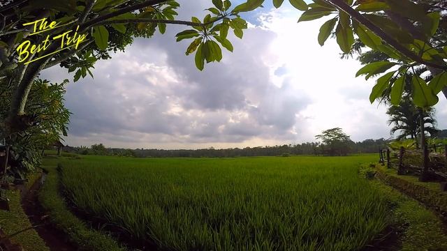 Выпуск #3 Удивительный Убуд. Водопад Тукад Чепунг. Отель Омах Апик. смотреть онлайн