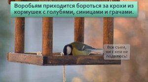 Почему в городах массово исчезают воробьи.