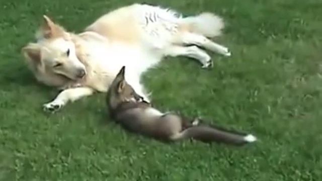 Любовь лисы и собаки смотреть онлайн