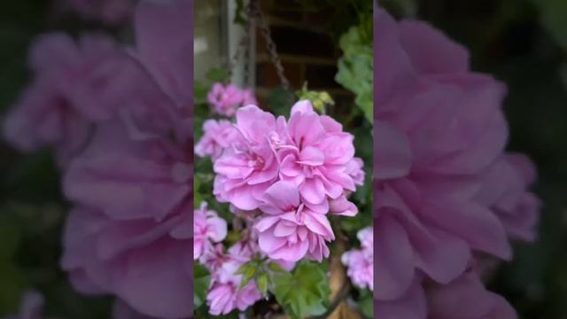 #shorts Пеларгонии!?Сиренево- белое кашпо в моем саду в Лондоне! ?Trailing pelargonium .