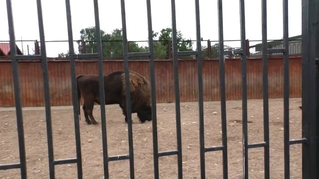 Отличный зоопарк! Экскурсия по Минскому Зоопарку. Знакомство Лерки с редкими дикими животными. смотреть онлайн