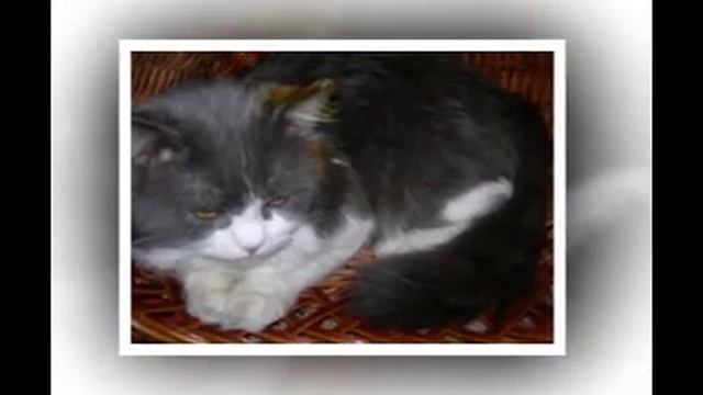 памяти моего котика смотреть онлайн