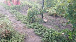 Начало созревания винограда. В ролике оговорка не Би-58 , а Абигапик.