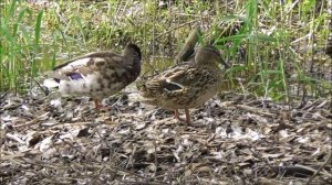 утка кряква Anas platyrhynchos, 13.06.2022, набережная у драмтеатра, Великий Новгород