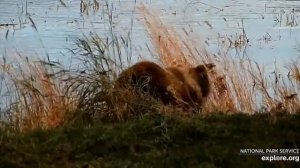 Медвежонок проголодался- пошел травку кушать#Katmai National Park, Alaska 2023