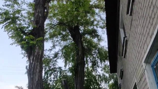 Цветение акации смотреть онлайн