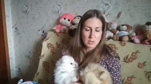 Стоит ли заводить второго шпица? Завести вторую собаку шпица