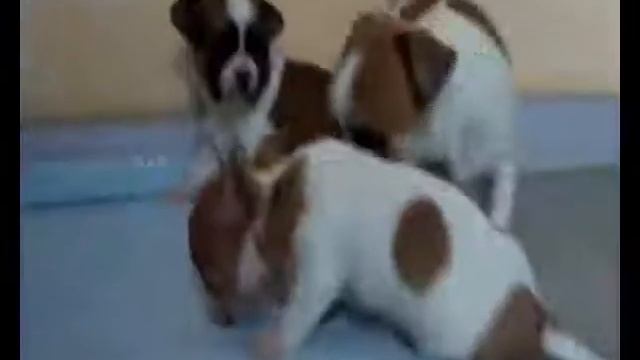 Щенки чихуахуа пятнистые и длинношерстный