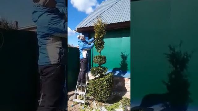 Фигурная (топиарная) стрижка хвойных деревьев | "Зеленая Мастерская"