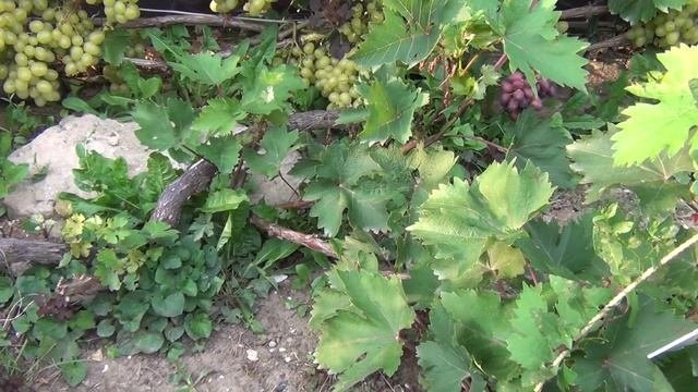 ч.1. СОРТА ВИНОГРАДА созревающие в ПОДМОСКОВЬЕ. 1 я серия: Лора, Красотка, Юлиан, Чарли, Мукузани