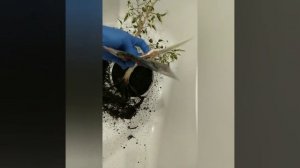 Нематода. Фикус перестал расти. ?? паразит в корнях растения