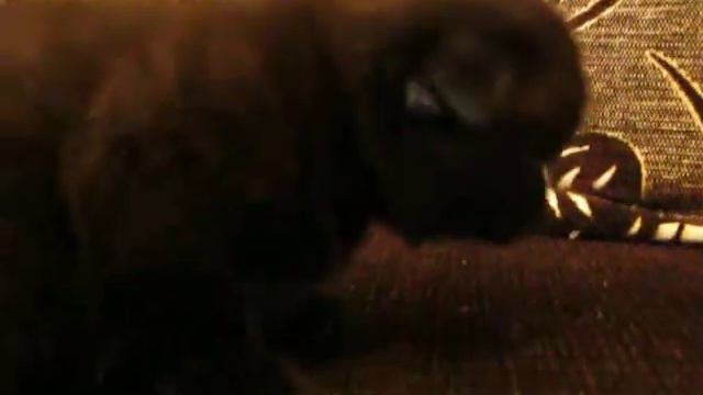 Кошечки вислоухие поинт и шоколадка смотреть онлайн