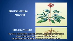 Гречиха как сидерат: удобряем почву без химии