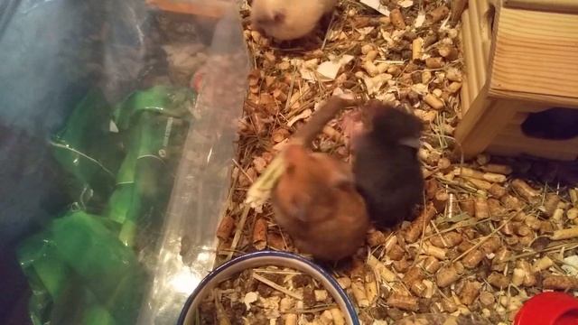 Жизнь маленьких хомячков! Хомяк и дубинка! ? Life of little hamsters!