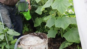 Как я прогреваю почву в теплице воздуходувкой, и сохраняю биоту.