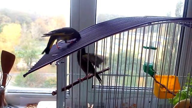 Зеленушки дерутся через прутья клетки смотреть онлайн