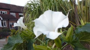 Datura - Lethal plants - Tindaepli - Náttskuggaætt - Sumarblóm - Skrautplanta- Garðskálajurt