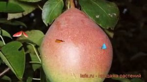 Груша плодовая Новелла (pyrus communis) ? груша Новелла обзор: как сажать саженцы груши Новелла