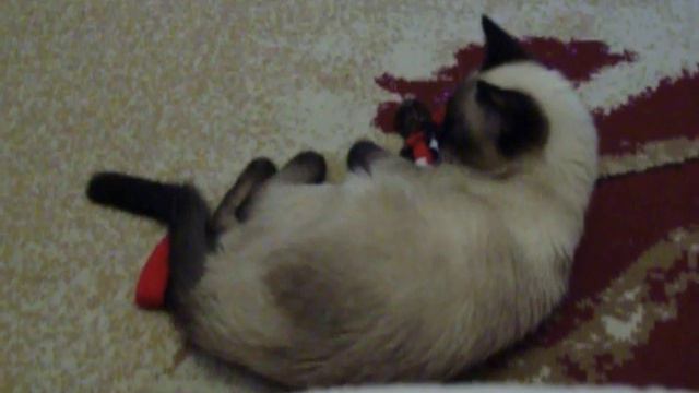 Котик Силя играет с носком смотреть онлайн