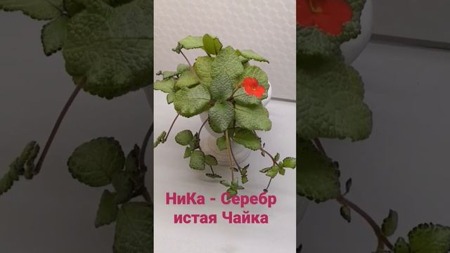 Эписция НиКа-Серебристая Чайка #эписции #домашниецветы #комнатныерастения