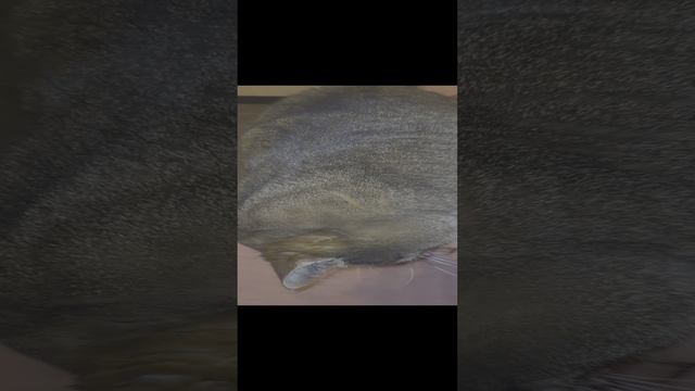 сам объест смотреть онлайн