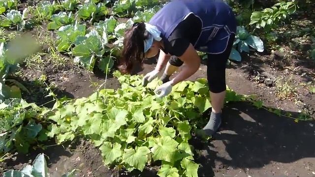 Разве это урожай/Позор пустынный огород/Как быть? смотреть онлайн