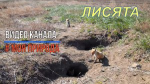 Лисята