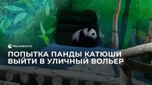 Попытка панды Катюши выйти в уличный вольер