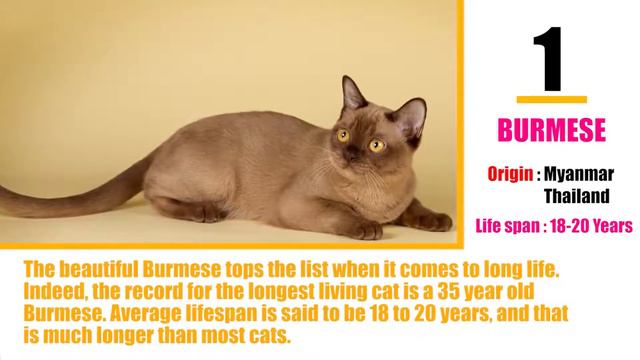 CAT BREEDS (The Burmese) Identify Top 10 Longest Living Cats & Kittens info смотреть онлайн