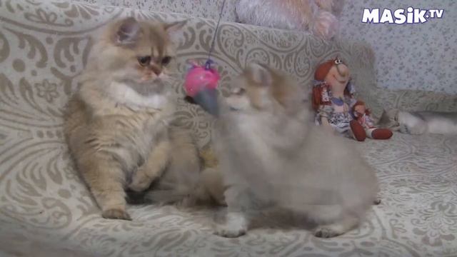 Породистые котята