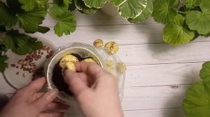 Ацидантера. Посадка в кашпо для ранней выгонки.